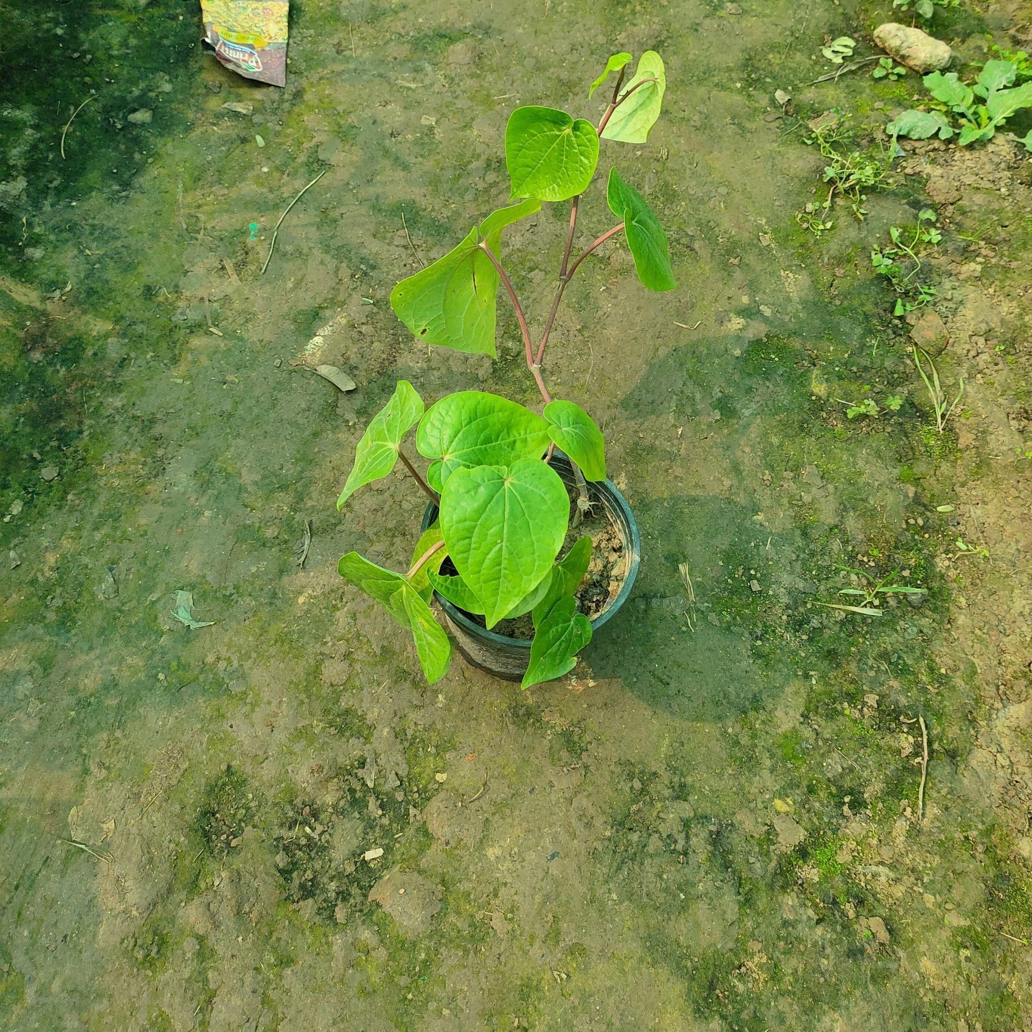 Paan in 4 inch Nursery Pot