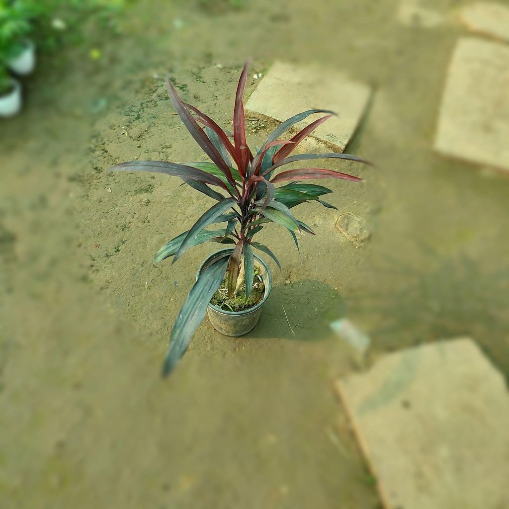 Buy Dracaena Narrow Yed in 4 inch Plastic Pot Online | Urvann.com Dracaena Narrow Yed in 4 inch Nursery Pot