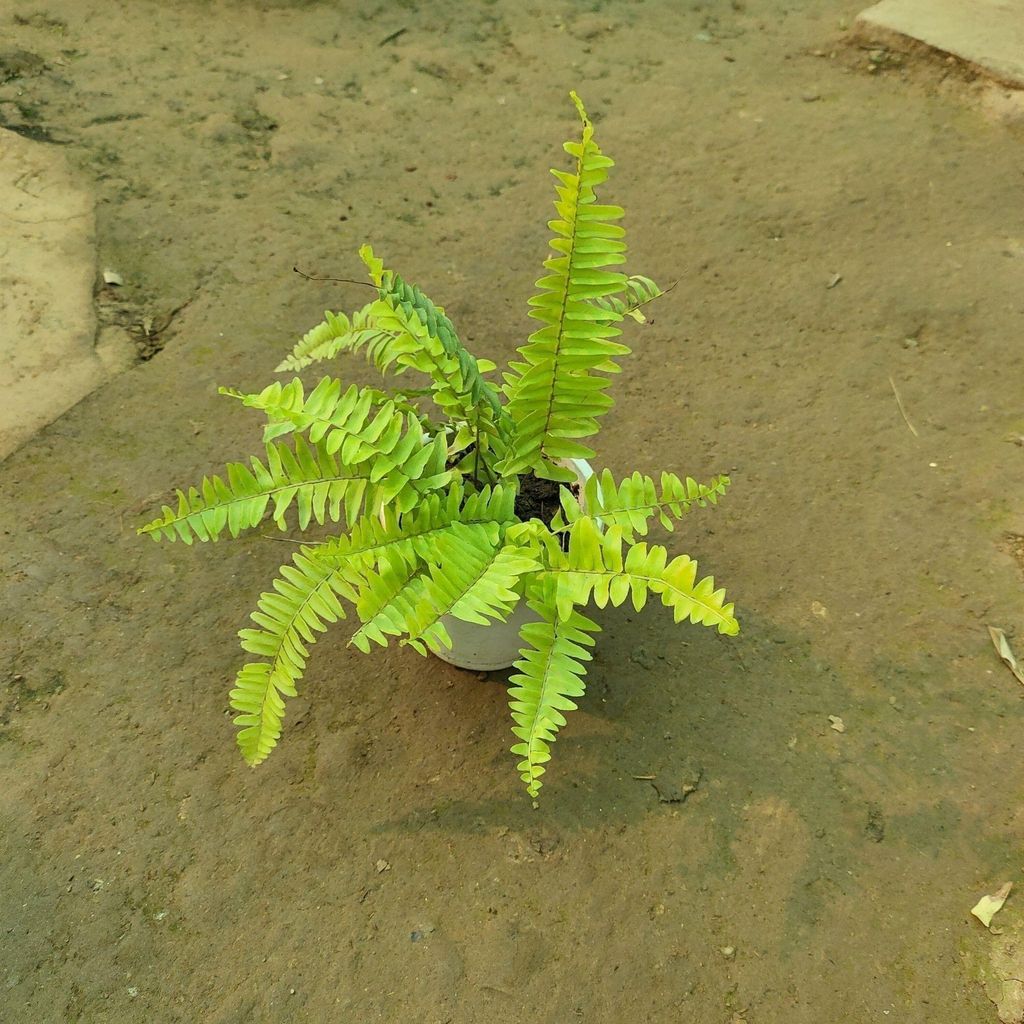 Buy Fern Green in 3 inch Plastic Pot Online | Urvann.com Fern Golden in 3 inch Nursery Pot