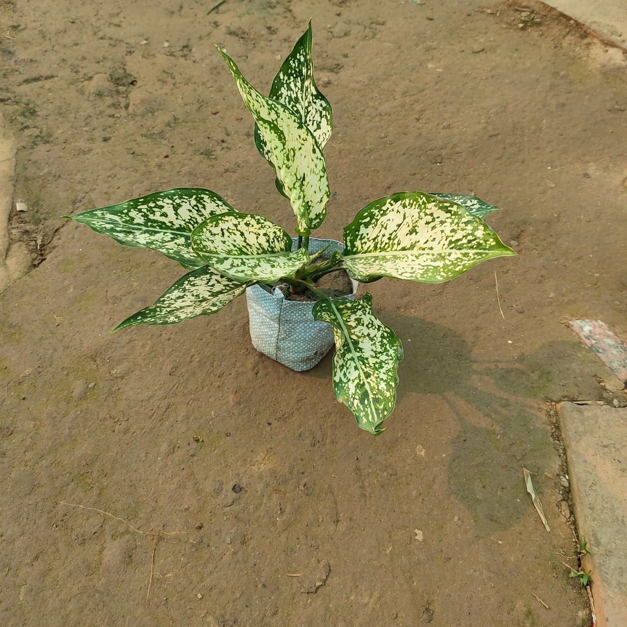 Aglaonema White (Single stick) in 4 inch Nursery Bag