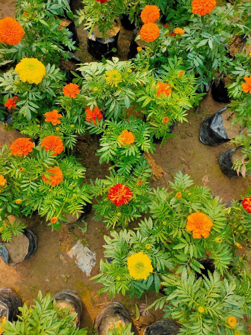 Marigold (Any colour) in 4 inch Nursery Bag