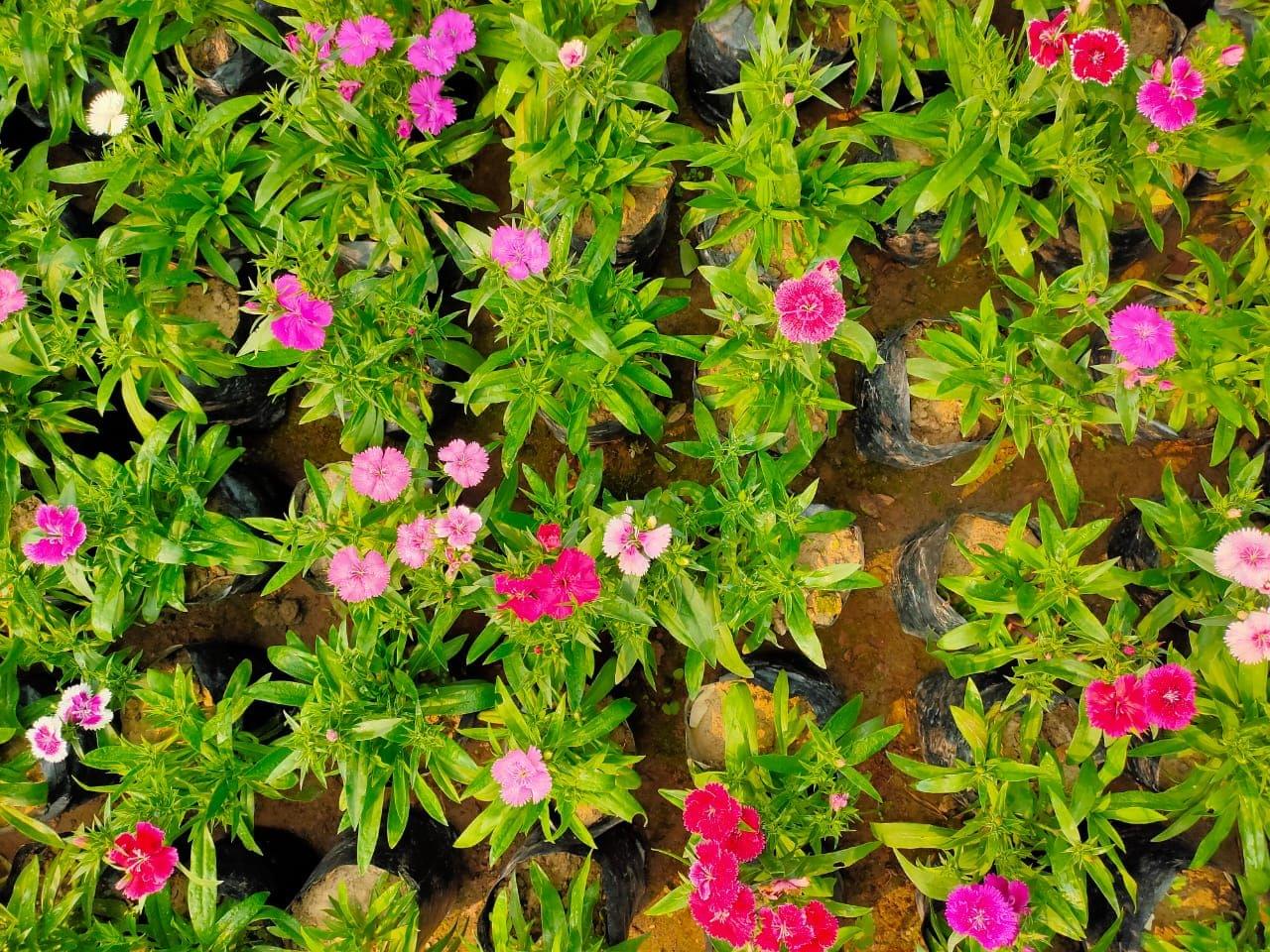 Dianthus (Any colour) in 4 inch Nursery Bag