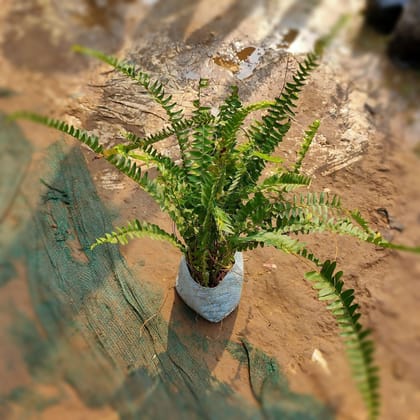 Buy Fern Desi in 3 inch Nursery Bag Online | Urvann.com