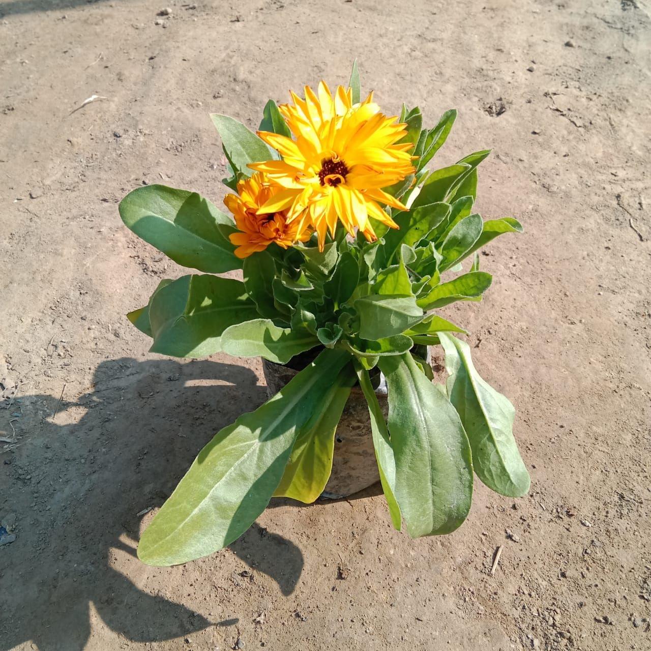 Calendula (any colour) in 4 Inch Nursery bag