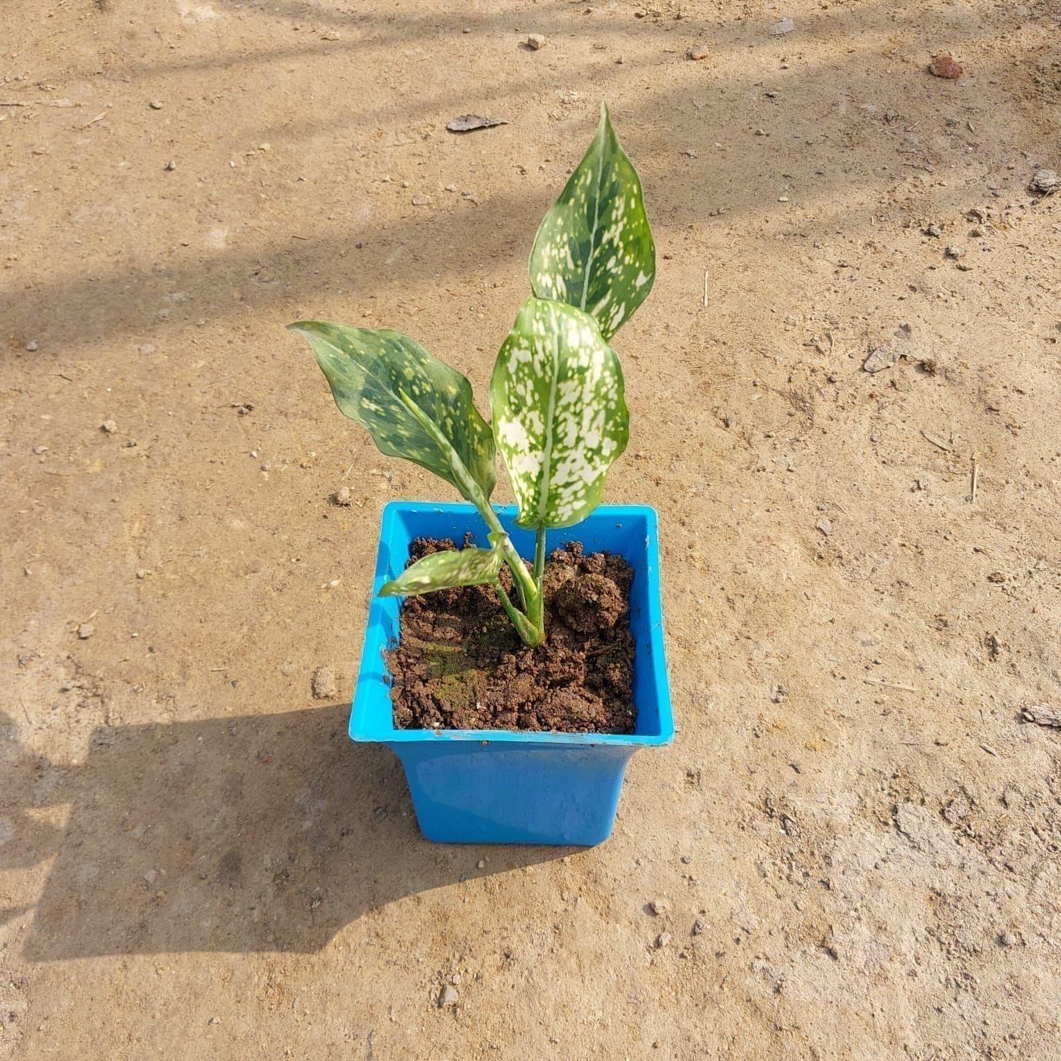 Aglaonema Snow White in 4 Inch Elegant Square Plastic Pot (any colour)