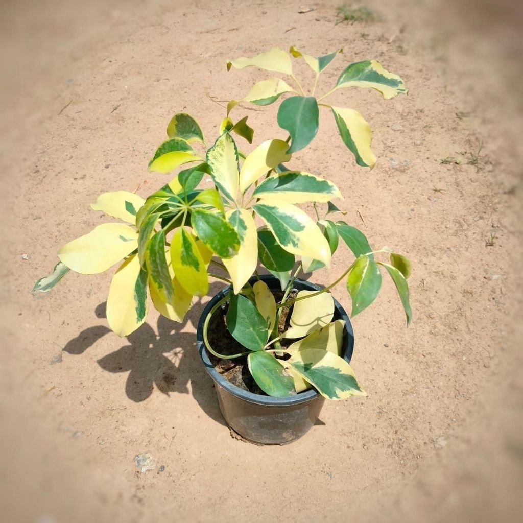 Buy Schefflera Brassia Plant in 6 Inch Plastic Pot Online | Urvann.com Schefflera Brassia Plant in 6 Inch Nursery Pot