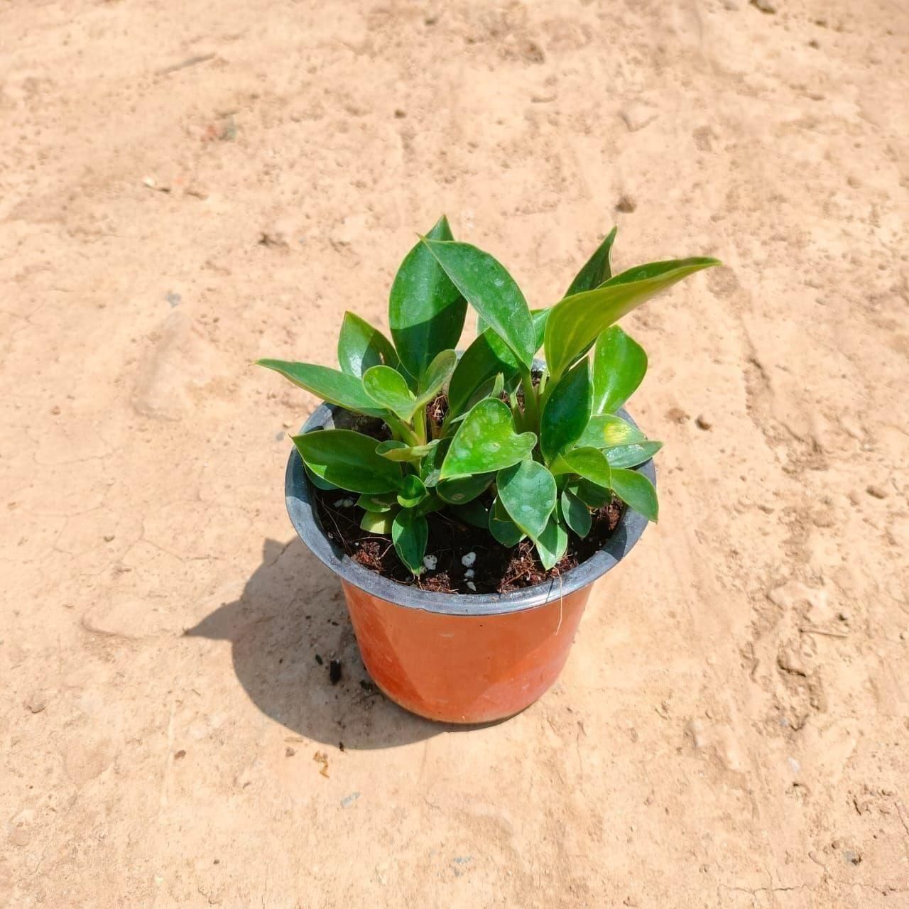 Philodendron Birkin in 4 Inch Nursery Pot