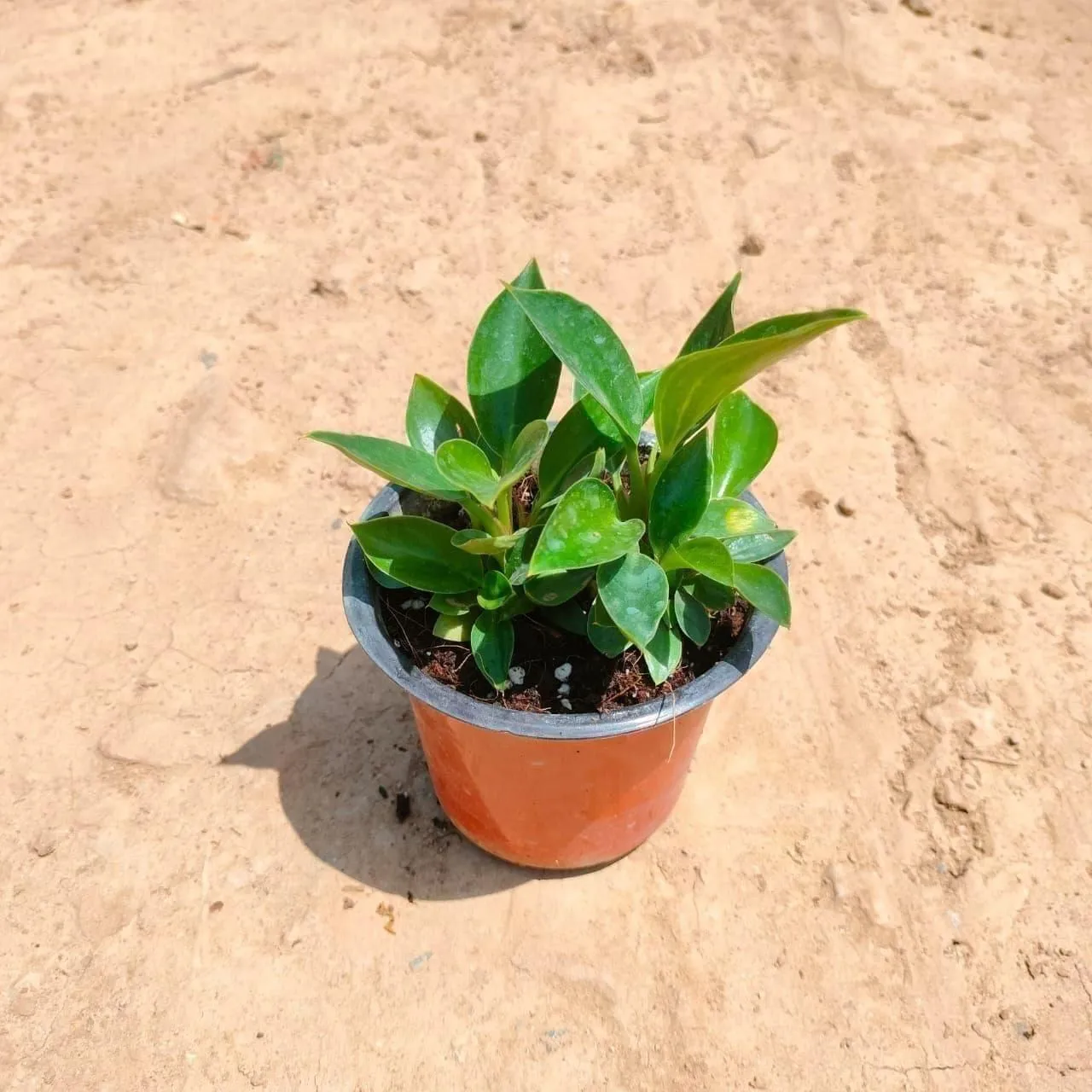 Philodendron Birkin in 4 Inch Nursery Pot