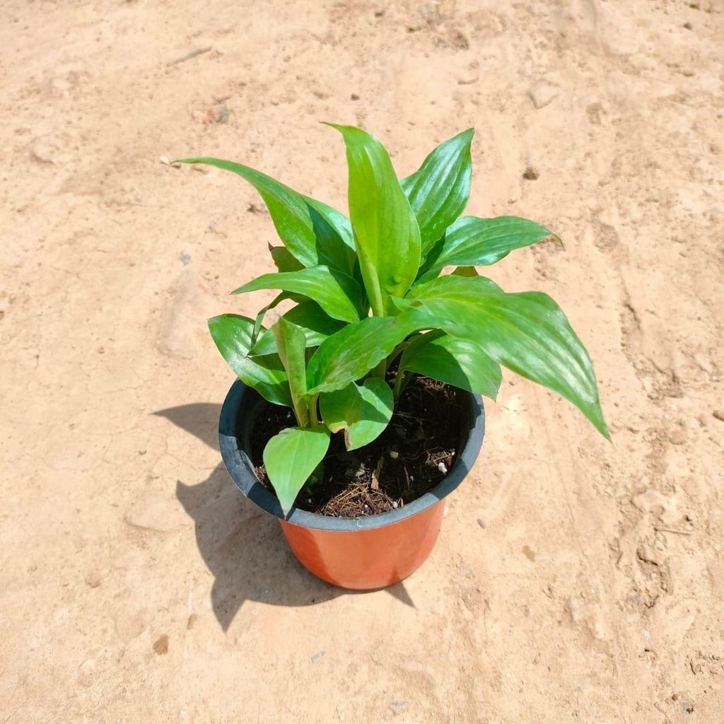Buy Peace Lilly in 4 Inch Plastic Pot Online | Urvann.com Peace Lily in 4 Inch Nursery Pot
