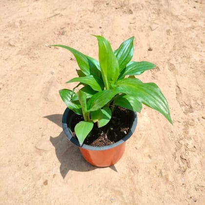 Buy Peace Lilly in 4 Inch Plastic Pot Online | Urvann.com