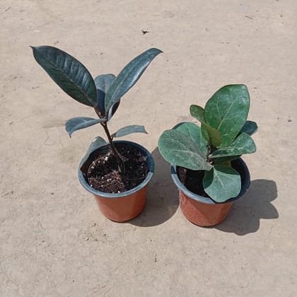 Buy Set of 2 - Fiddle Leaf & Rubber Plant in 3 Inch Plastic Pot Online | Urvann.com