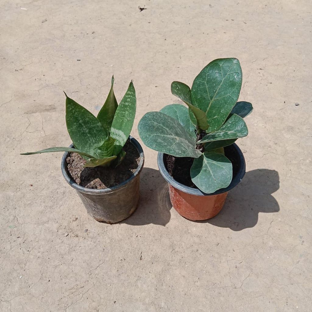 Set of 2 - Fiddle Leaf & Snake Plant in 3 Inch Nursery Pot