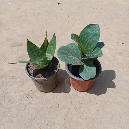 Buy Set of 2 - Fiddle Leaf & Snake Plant in 3 Inch Plastic Pot Online | Urvann.com