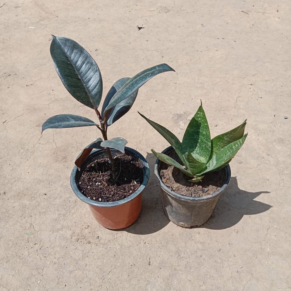 Buy Set of 2 - Snake & Rubber Plant in 3 Inch Plastic Pot Online | Urvann.com Set of 2 - Snake & Rubber Plant in 3 Inch Nursery Pot