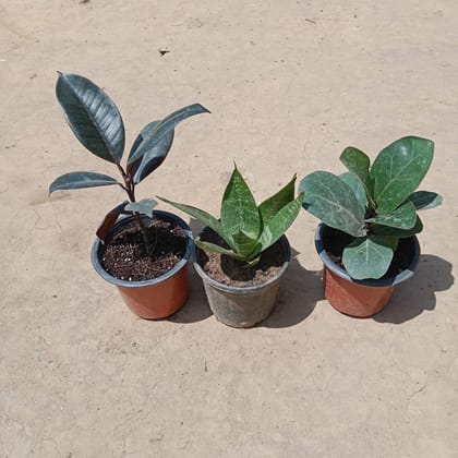 Buy Indoor Plants Combo - Set of 3 - Rubber, Snake & Fiddle Leaf in 3 Inch Plastic Pot Online | Urvann.com