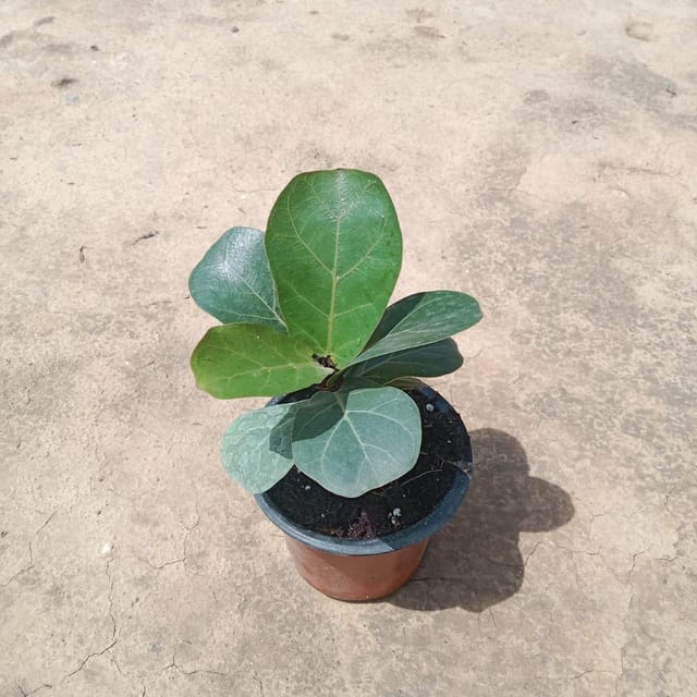 Fiddle Leaf Fig / Ficus Lyrata in 3 Inch Nursery Pot