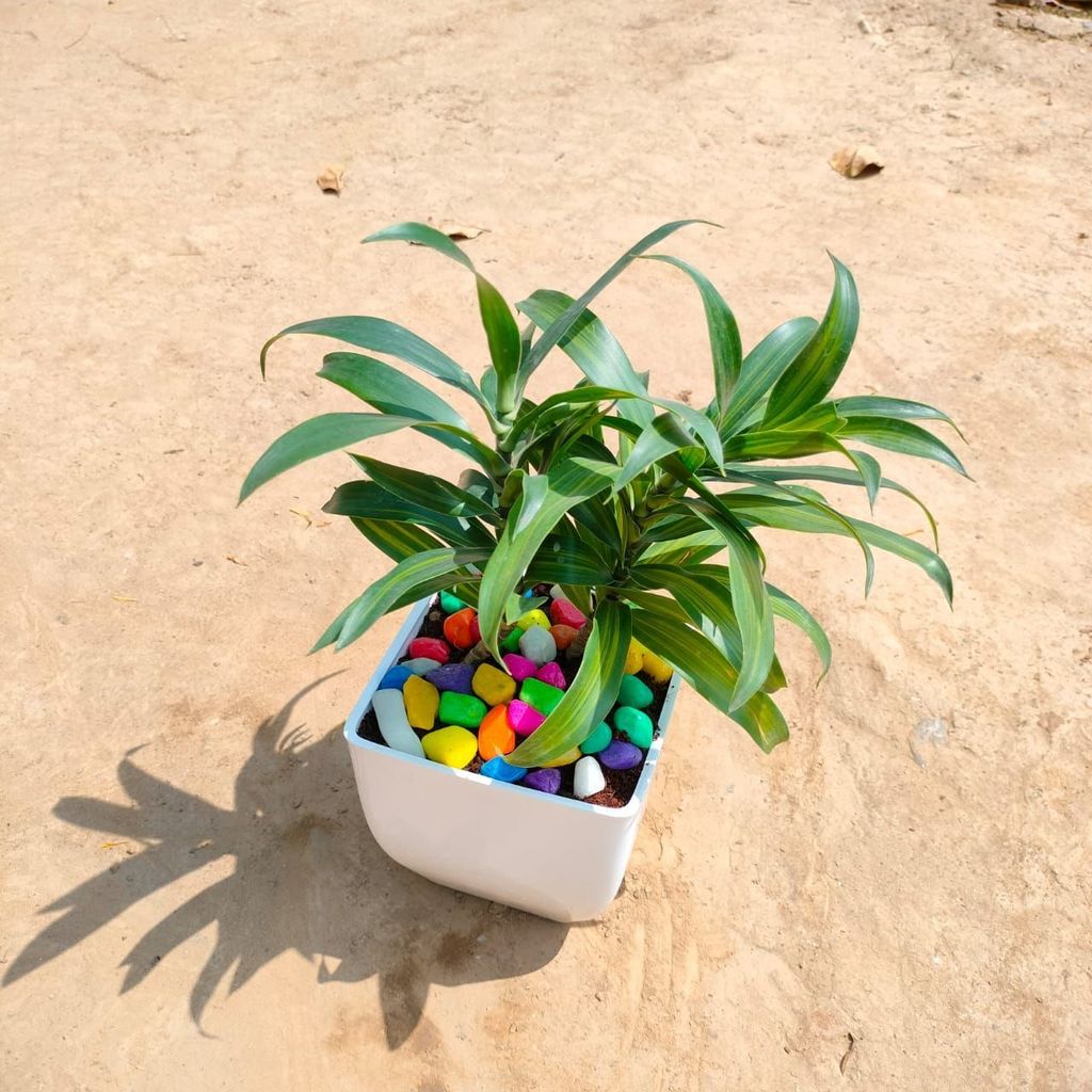 Song of India in 5 Inch White Classy Square Plastic Pot with Pebbles