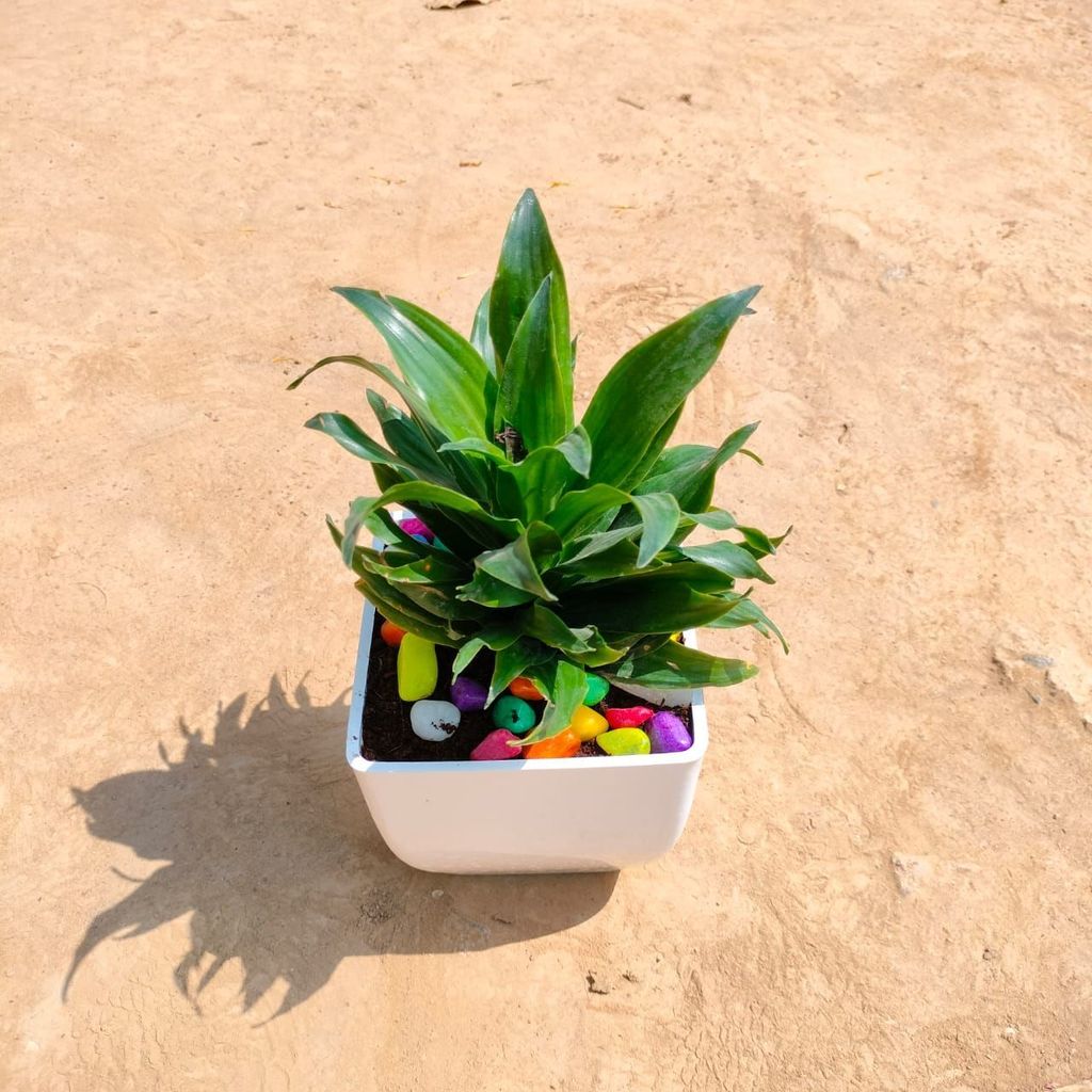 Buy Dracaena Compecta in 5 Inch White Classy Square Plastic Pot with Pebbles Online | Urvann.com Dracaena Compacta in 5 Inch White Classy Square Plastic Pot with Pebbles