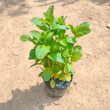 Buy Mint in 4 Inch Nursery Bag Online | Urvann.com