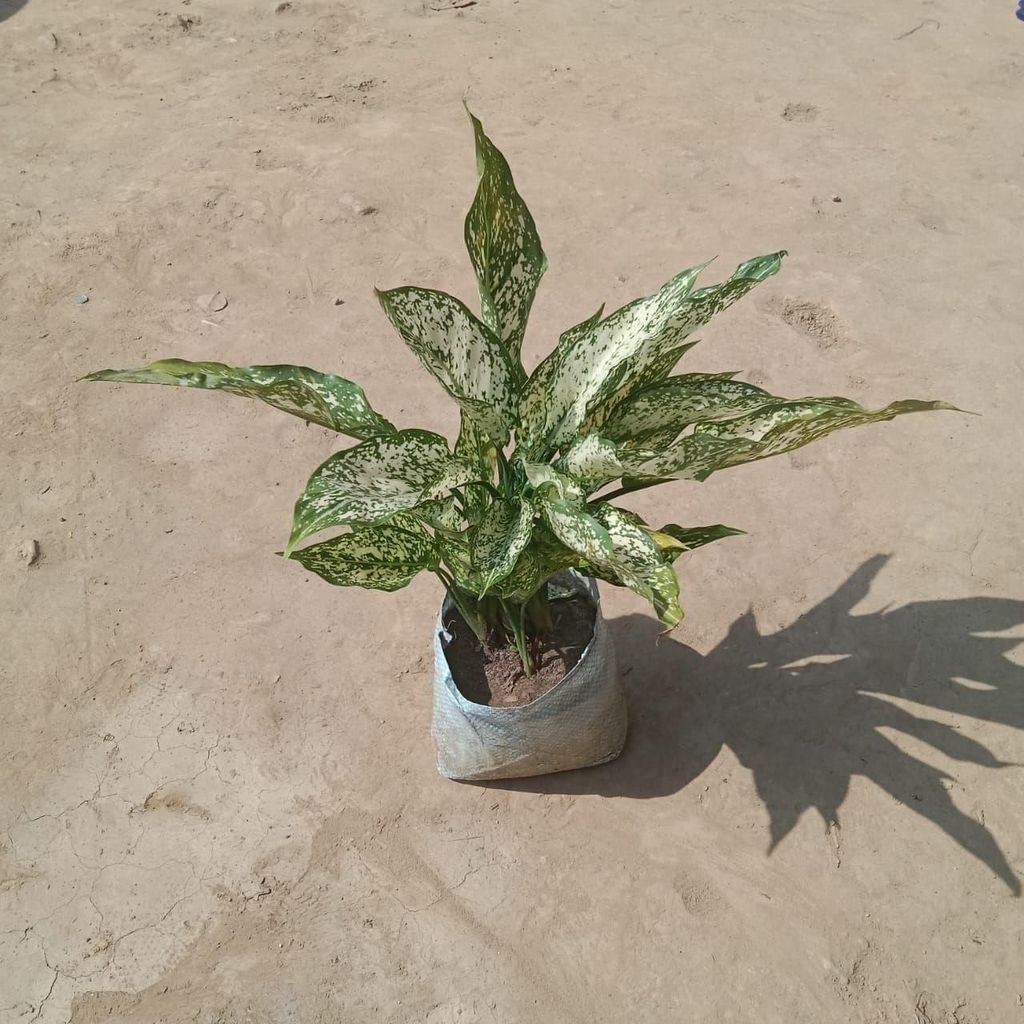 Buy Aglaonema Snow White in 7 Inch Nursery Bag Online | Urvann.com Aglaonema Snow White in 7 Inch Nursery Bag