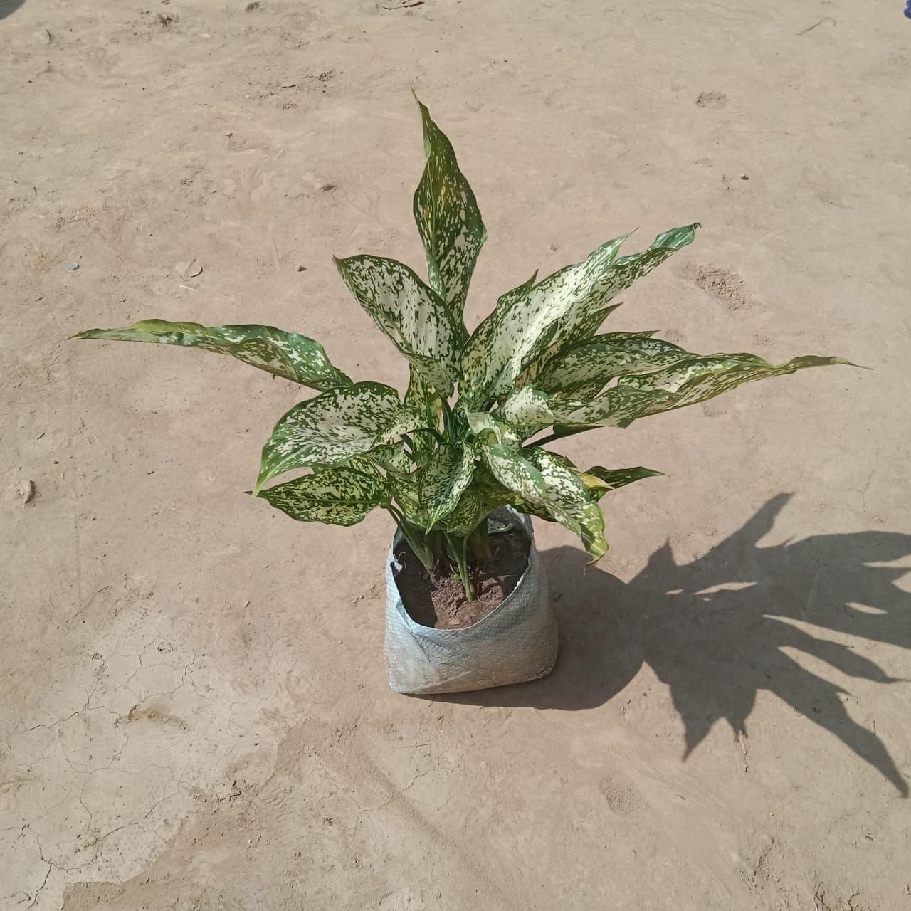 Aglaonema Snow White in 7 Inch Nursery Bag