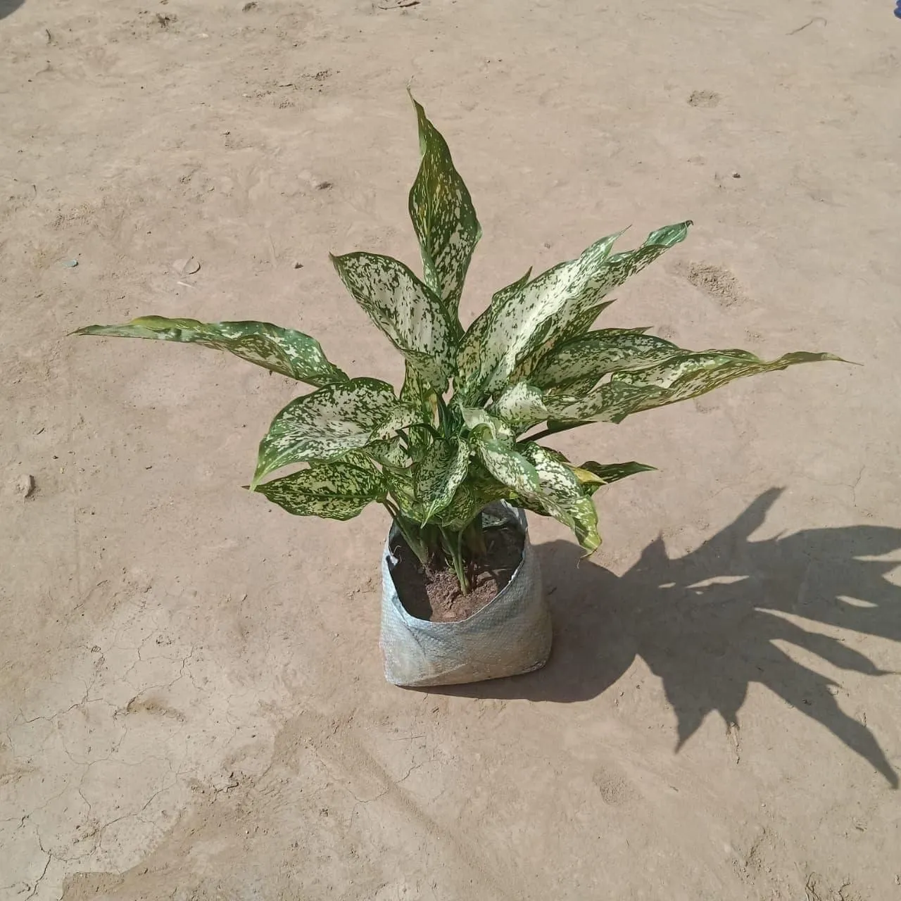 Aglaonema Snow White in 7 Inch Nursery Bag