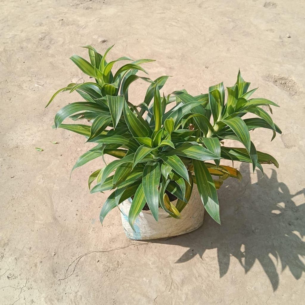 Song of India Green in 7 Inch Nursery Bag