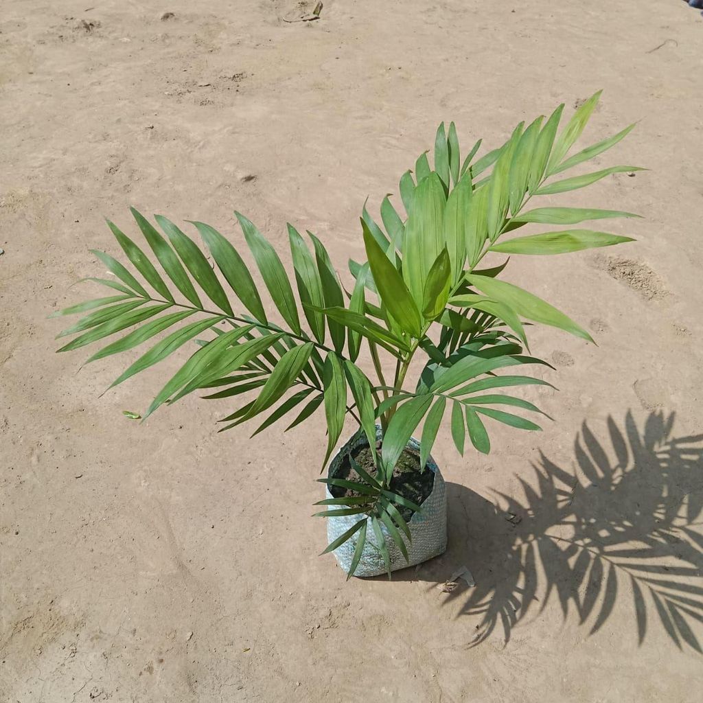 Buy Chamaedorea Palm in 5 Inch Nursery Bag Online | Urvann.com Chameadorea Palm in 5 Inch Nursery Bag