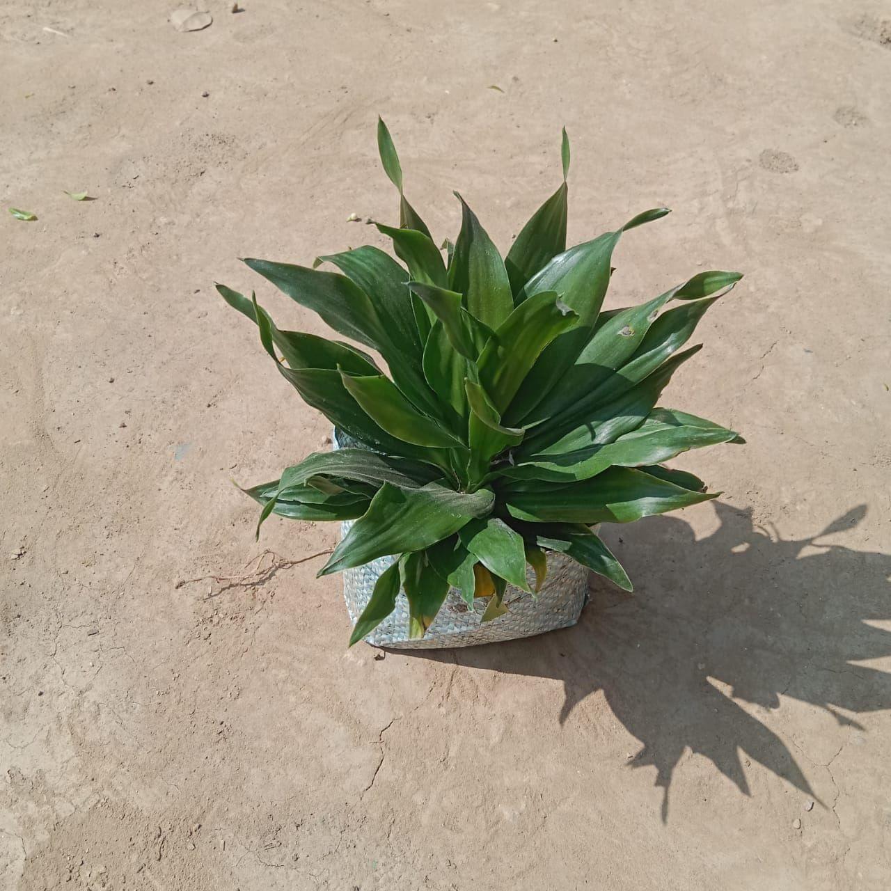 Dracaena Compacta in 4 Inch Nursery Bag