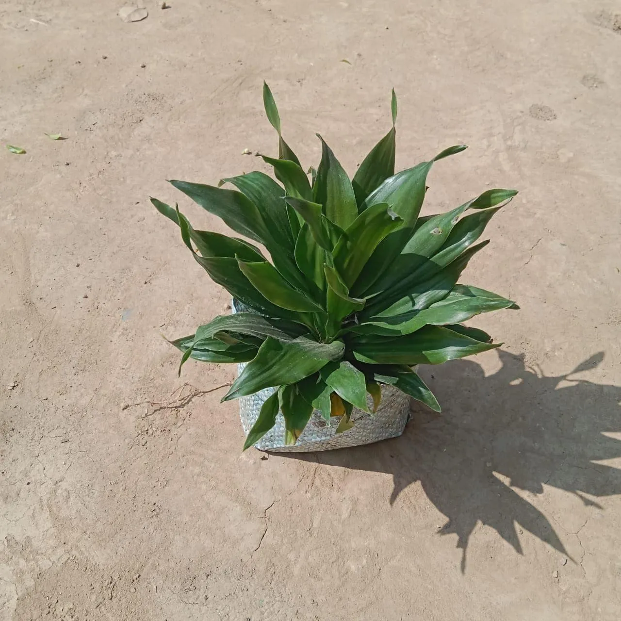 Dracaena Compacta in 4 Inch Nursery Bag