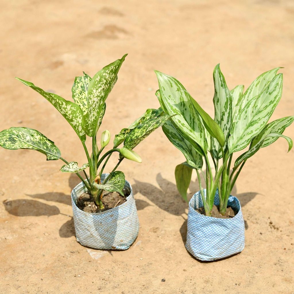 Buy Set of 2 - Aglaonema Snow White & Aglaonema Maria Christina in 4 Inch Nursery Bag Online | Urvann.com Set of 2 - Aglaonema Snow White & Aglaonema Maria Christina in 4 Inch Nursery Bag