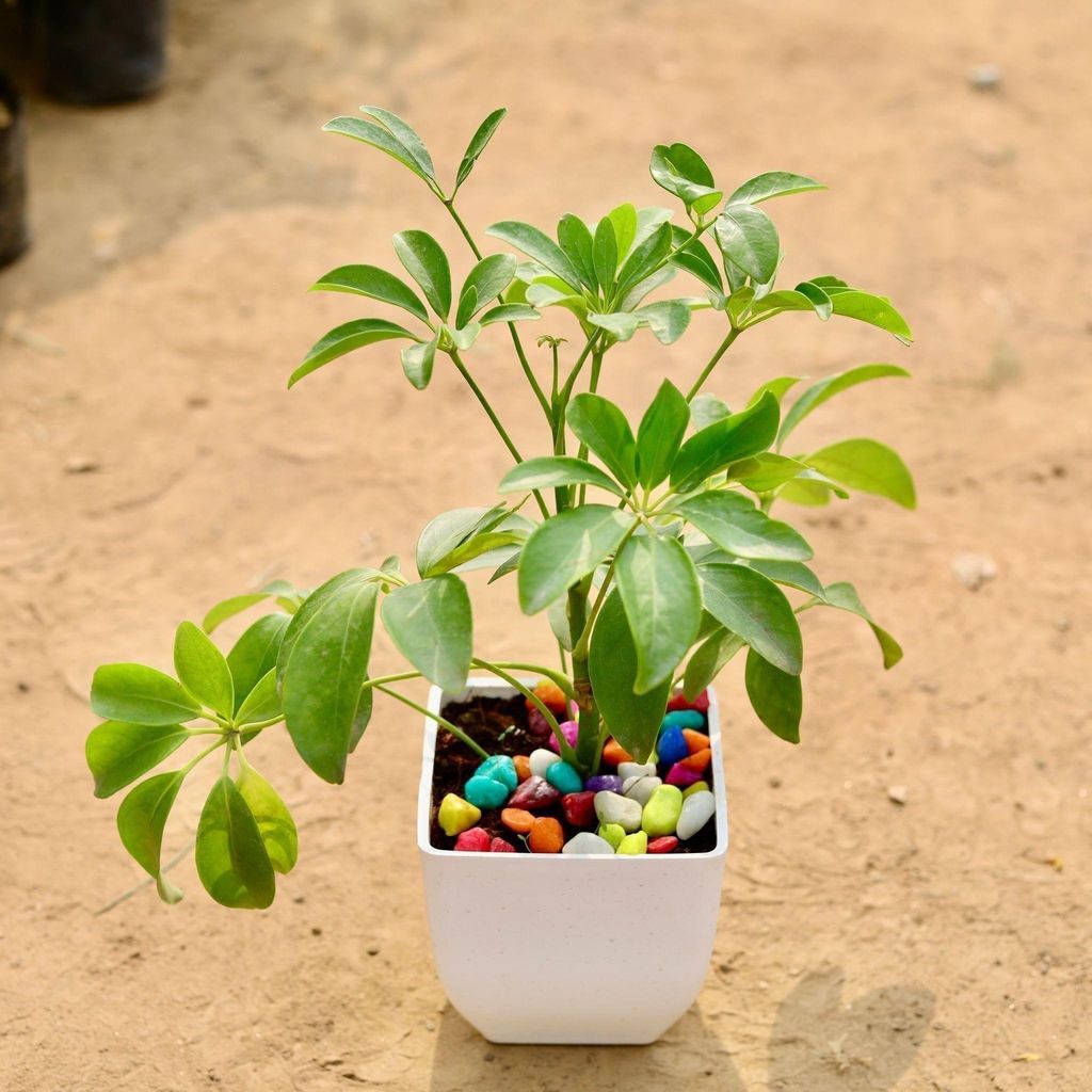 Buy Schefflera Green in 5 Inch White Square Premium Plastic Pot Online | Urvann.com Schefflera Green in 5 Inch White Square Premium Plastic Pot