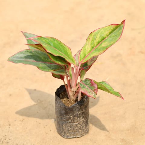 Aglaonema Lipstick in 4 Inch Nursery Bag