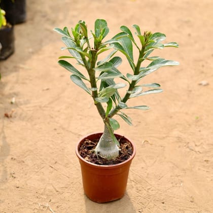 Buy Adenium Grafted in 4 Inch Plastic Pot Online | Urvann.com