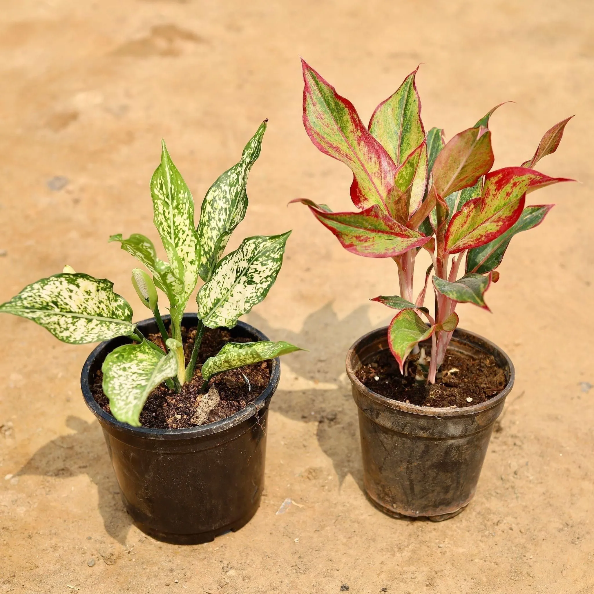 Set of 2 - Aglaonemas (Snow White & Lipstick) in 6 Inch Nursery Pot