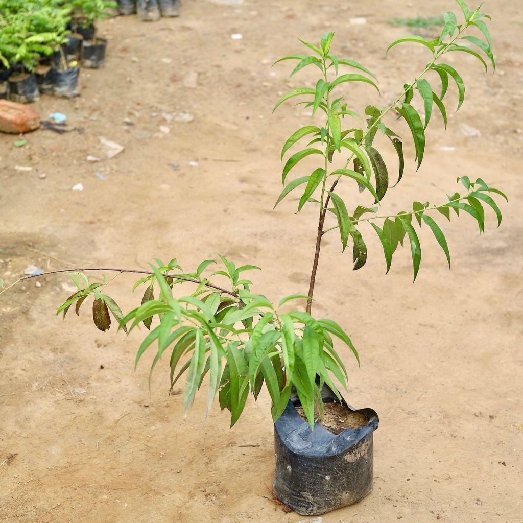 Aadu / Peach Plant in 6 Inch Nursery Bag