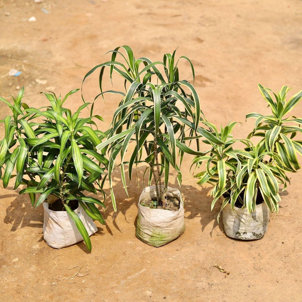 Buy Set of 3 - Dracaena Jamaica, Song Of India & Dracaena Messenger in 6 Inch Nursery Bag Online | Urvann.com Set of 3 - Dracaena Jamaica, Song Of India & Dracaena Messenger in 6 Inch Nursery Bag