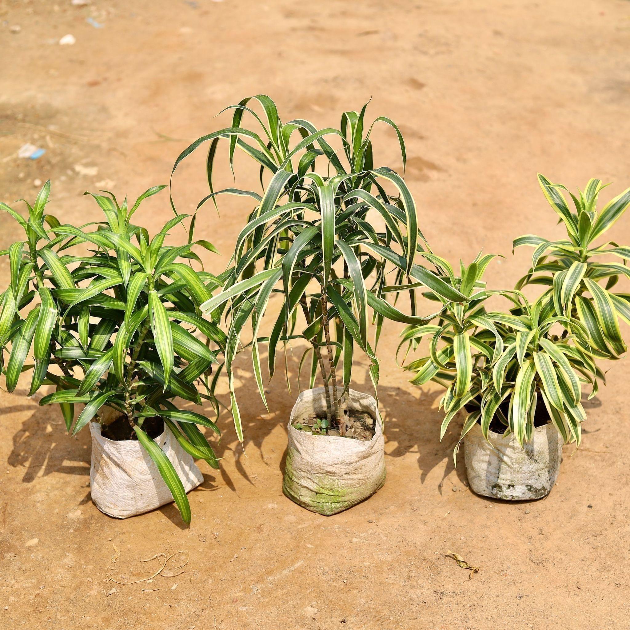 Set of 3 - Dracaena Jamaica, Song Of India & Dracaena Messenger in 6 Inch Nursery Bag