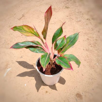 Buy Aglaonema?Lipstick in 5 Inch White Plastic Pot Online | Urvann.com