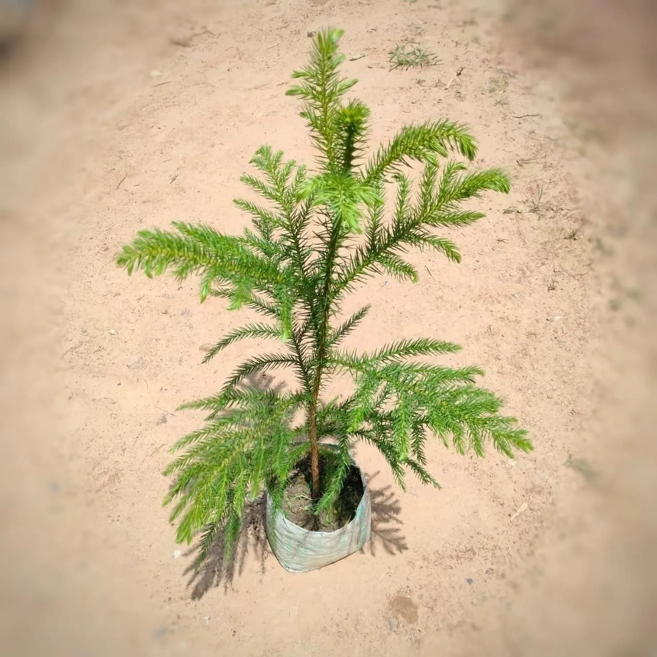 Araucaria / Christmas Tree in 5 Inch Nursery Bag