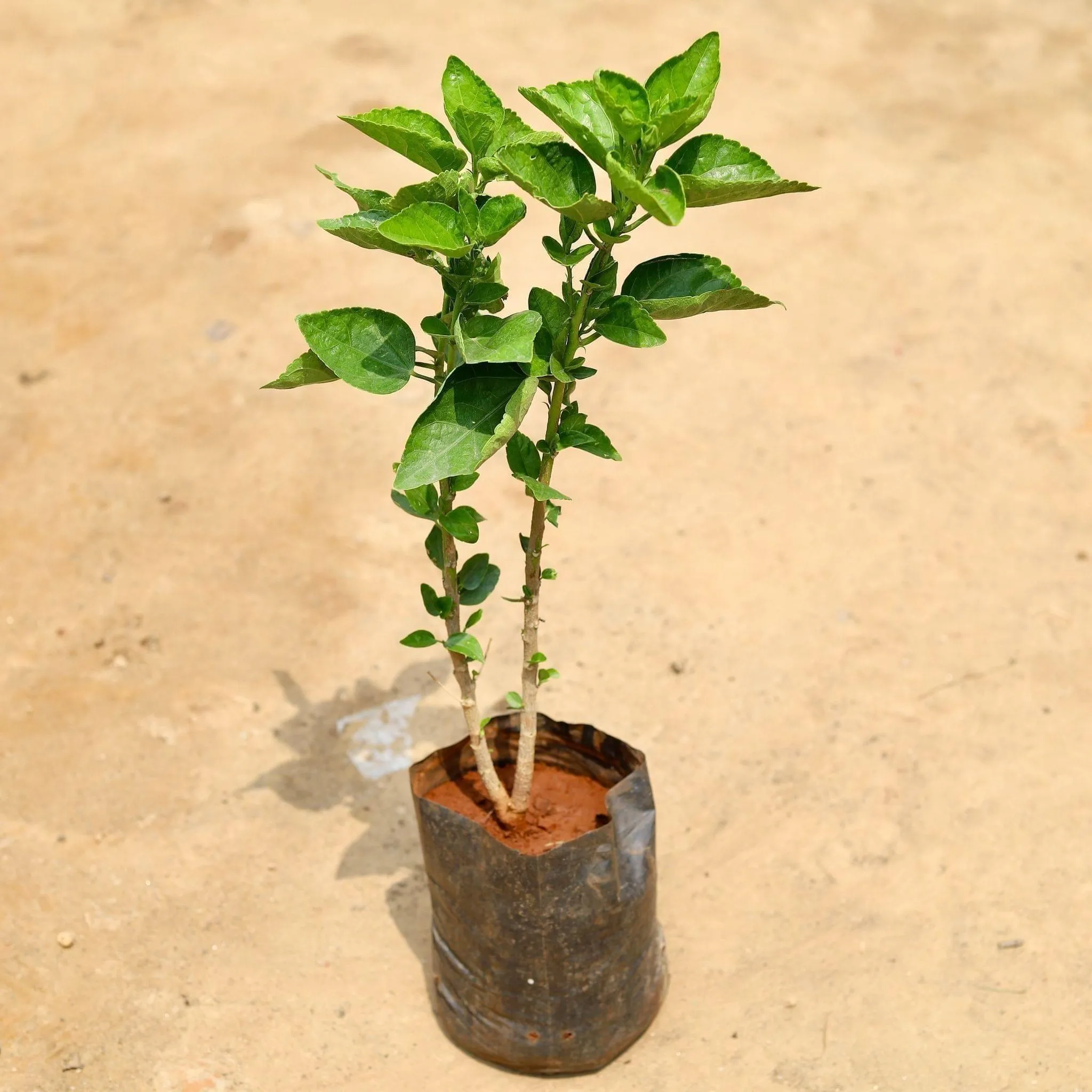 Hibiscus / Gudhal (any colour) in 6 Inch Nursery Bag