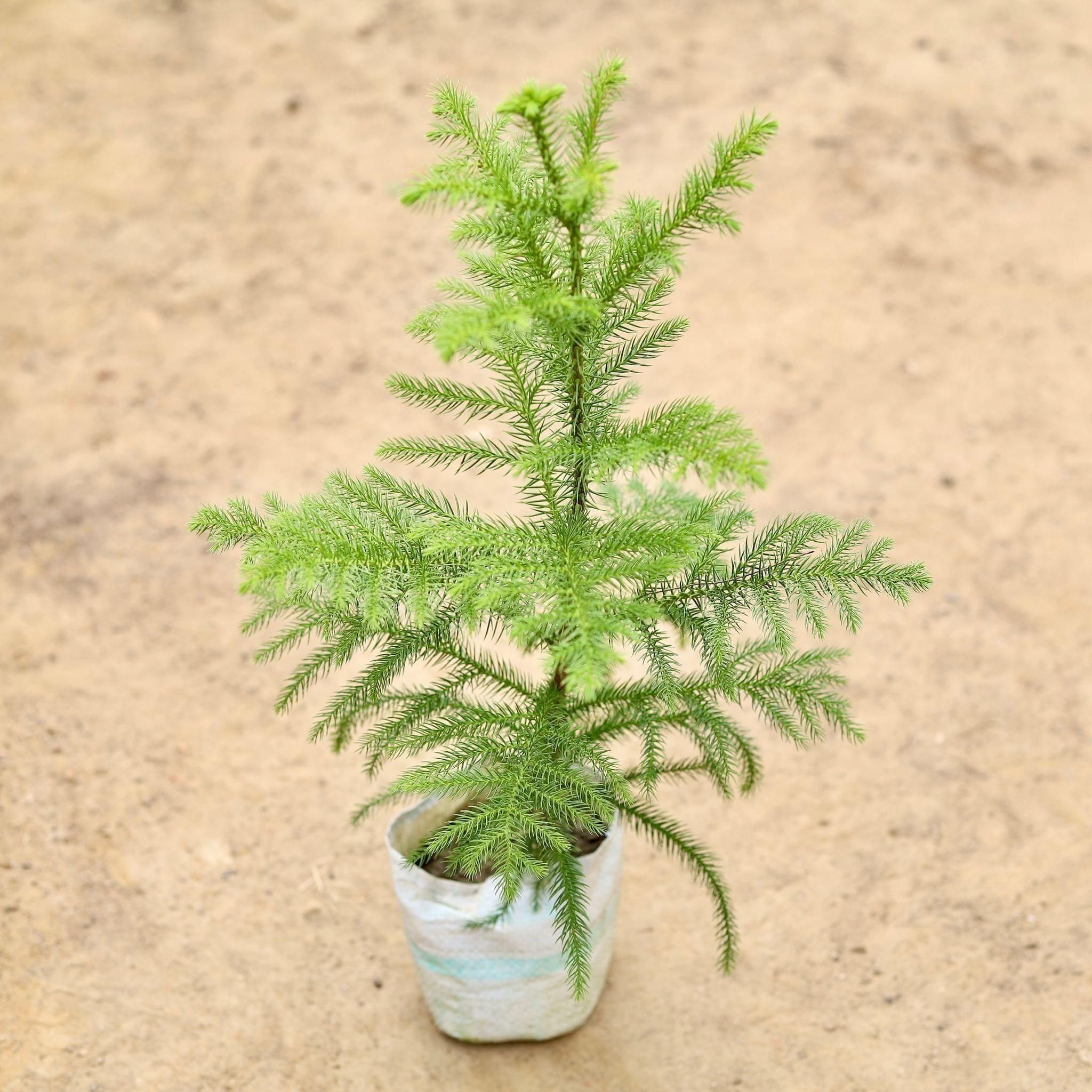 Araucaria / Christmas Tree in 4 Inch Nursery Bag