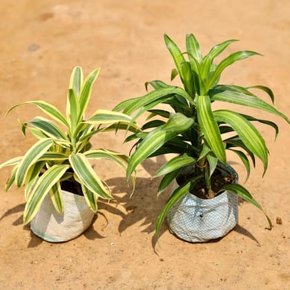 Buy Set of 2 - Song of India (Yellow & Green) in 4 Inch Nursery Bag Online | Urvann.com