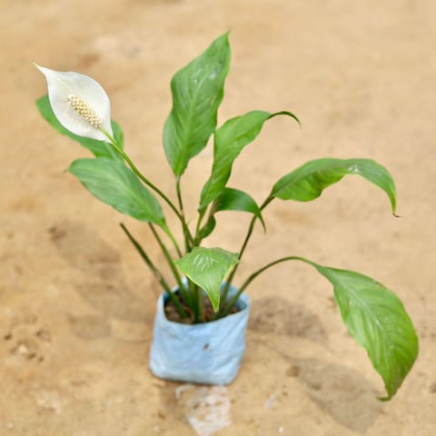 Peace Lily in 4 Inch Nursery Bag