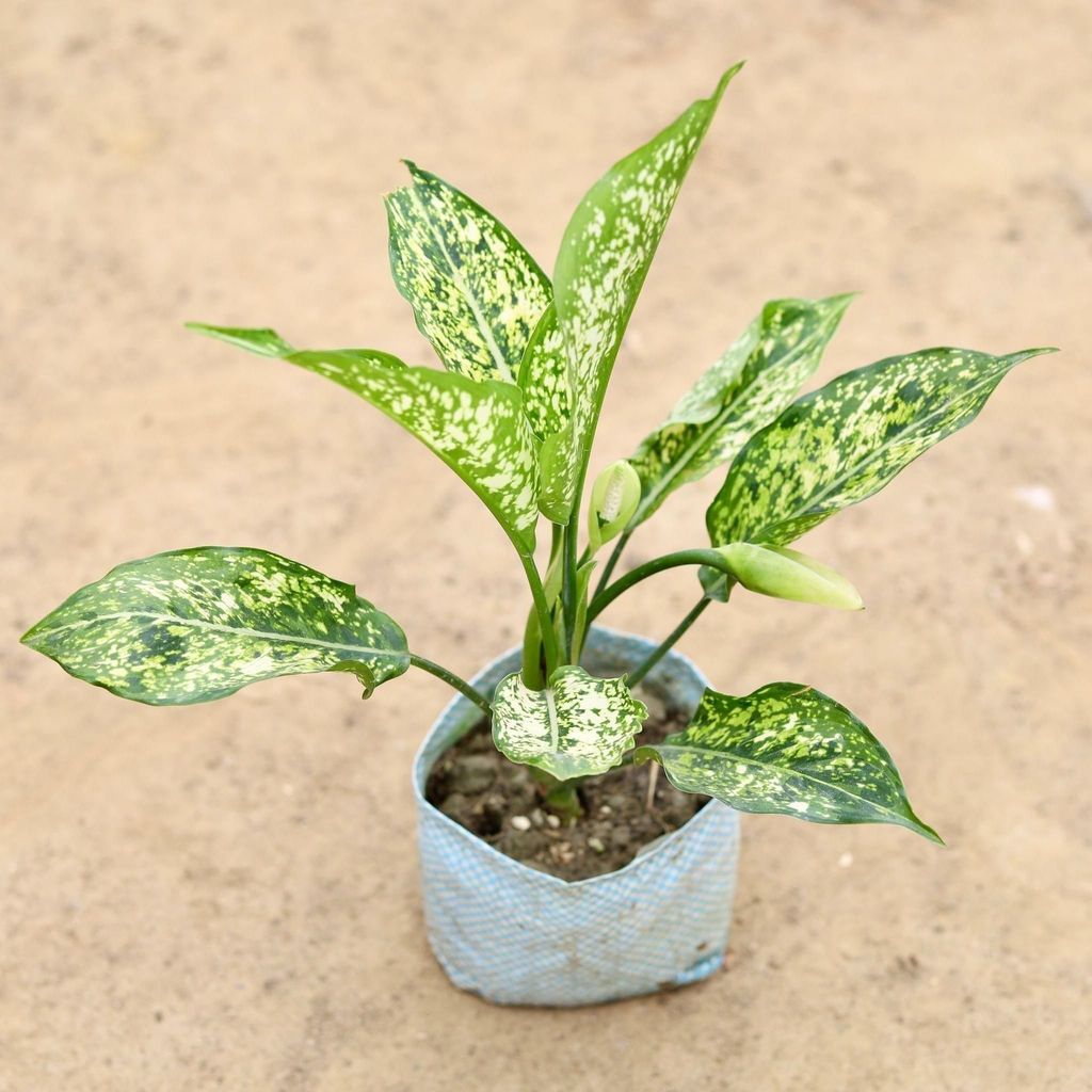 Aglaonema Spring Snow in 5 Inch Nursery Bag