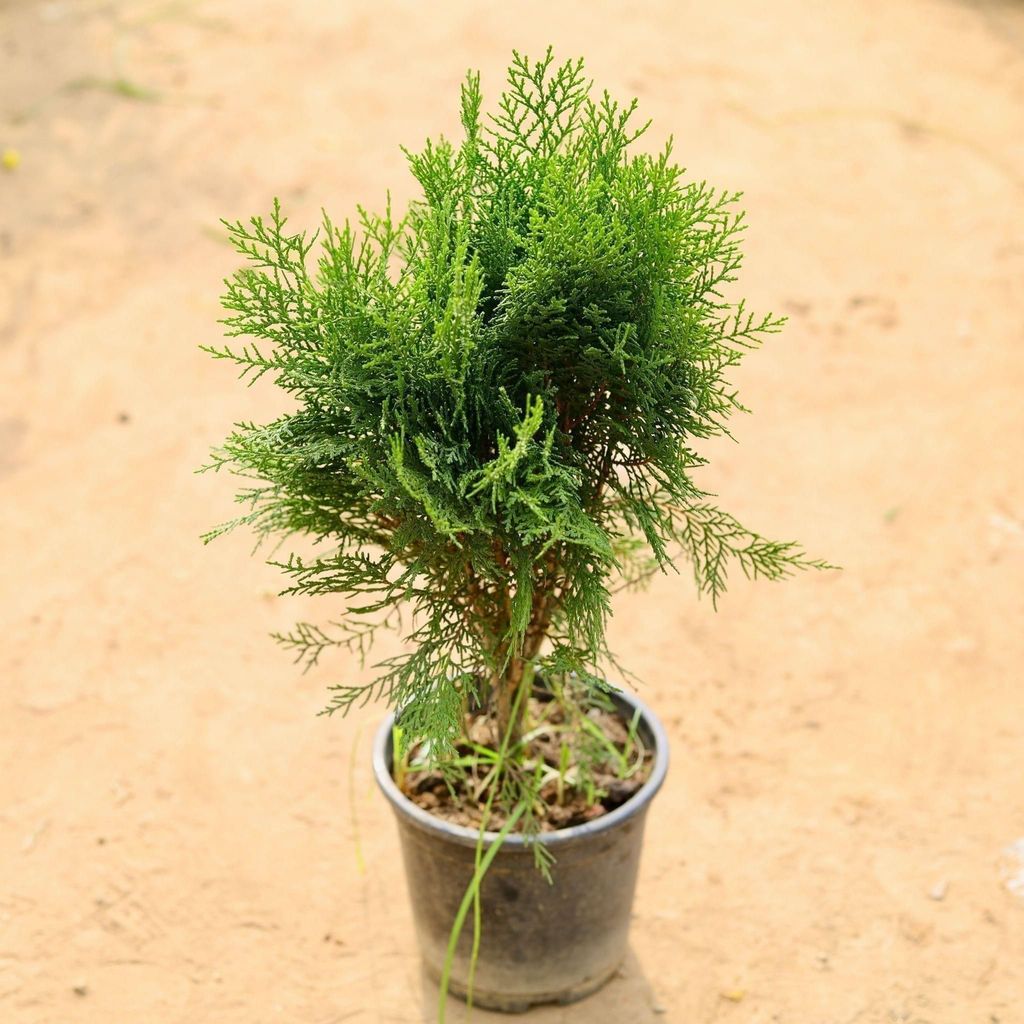Buy Morpankhi in 6 Inch Plastic Pot Online | Urvann.com Morpankhi in 6 Inch Nursery Pot