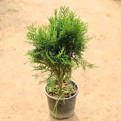 Buy Morpankhi in 6 Inch Plastic Pot Online | Urvann.com