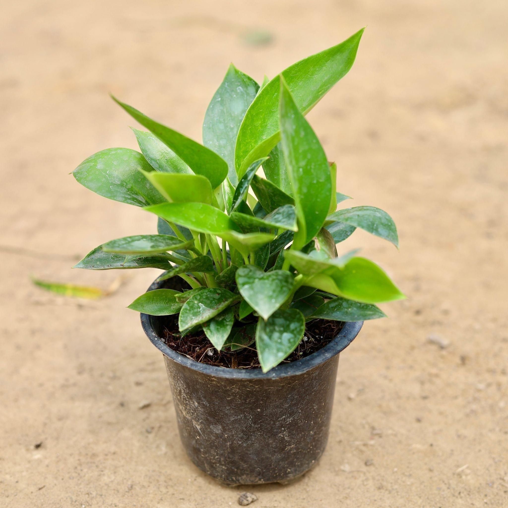 Philodendron Birkin in 4 Inch Nursery Pot