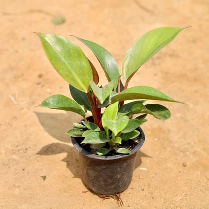 Buy Philodendron in 4 Inch Plastic Pot Online | Urvann.com