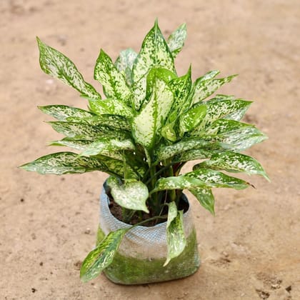 Buy Aglaonema Snow White in 7 Inch Nursery Bag Online | Urvann.com